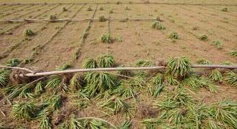 Gainesville Agricultural Sector Reeling from Hurricane Milton’s Devastation