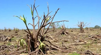 Agricultural Losses Soar to $642.7 Million in Florida Following Hurricane Milton’s Devastation