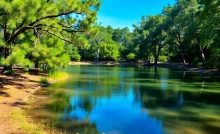 A scenic panorama of a Florida state park with vibrant nature.