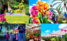A collage of upcoming events in Orlando showcasing yoga, orchids, music, and gardening.
